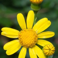 Oxford Ragwort